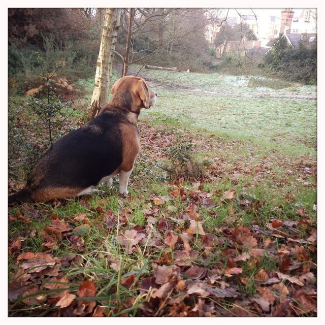 Pet walking service in London