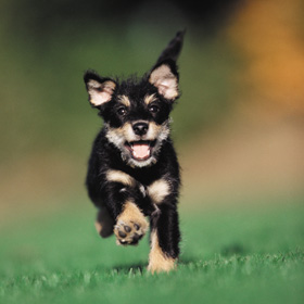 Walking dogs safely in urban area