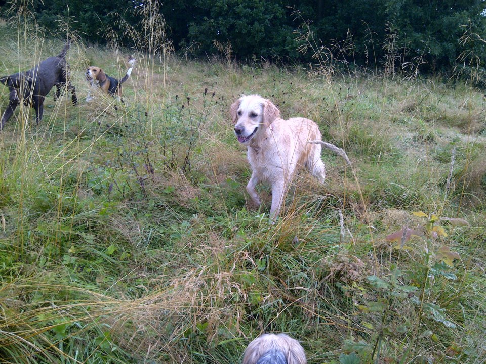 Pet owner exercising with dog