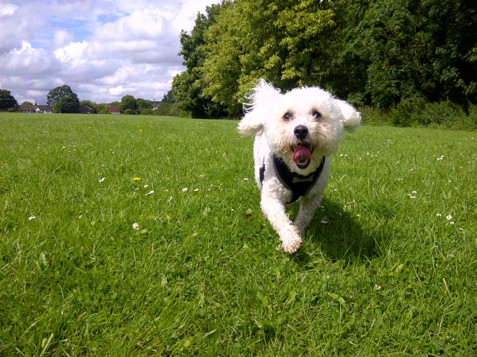 Morning dog walk on a sunny day