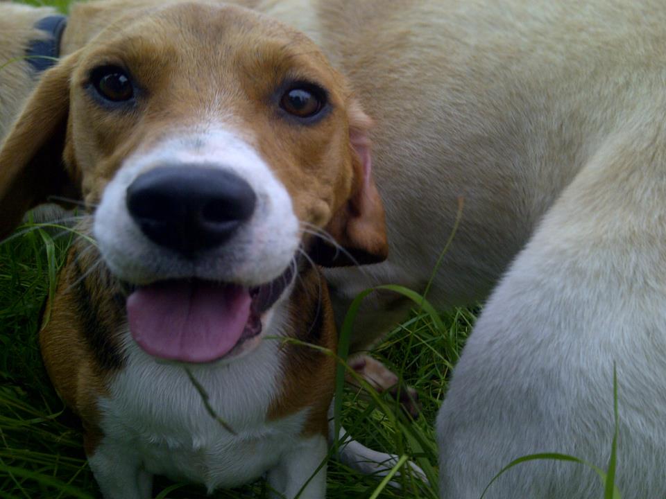 Leashed dog on a neighborhood walk