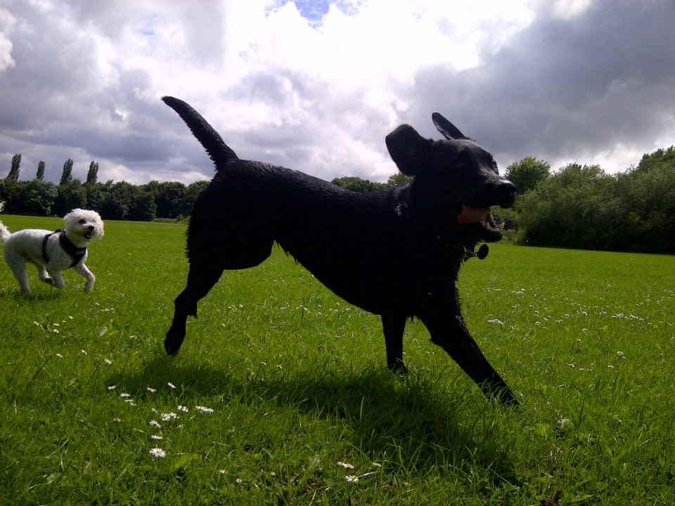 Dog enjoying outdoor walk with owner