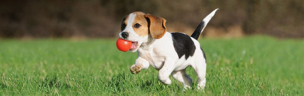Beagle pup