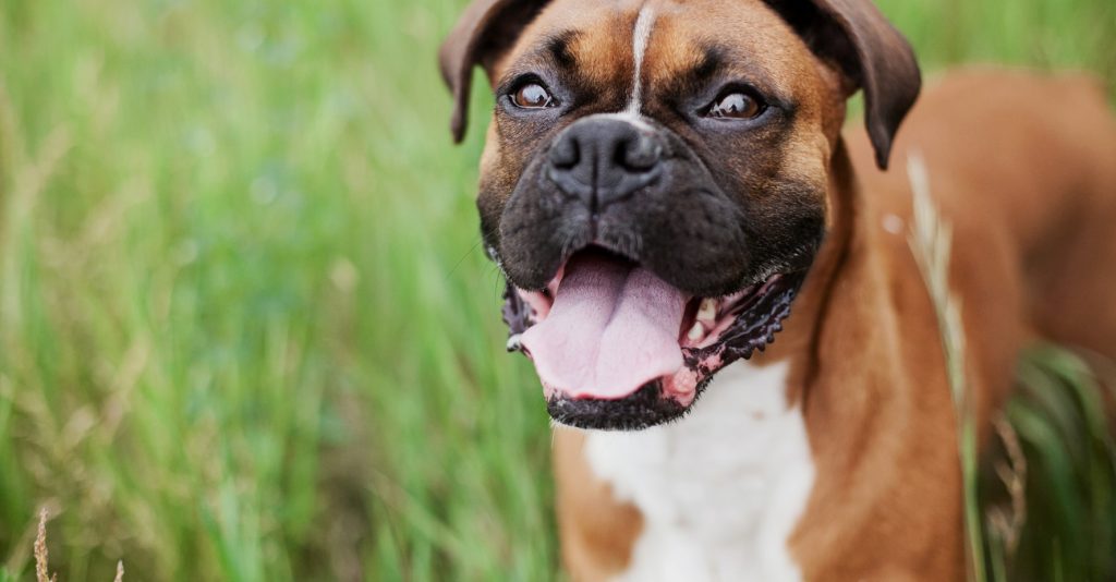 Dog Image | Premier Dog Walkers