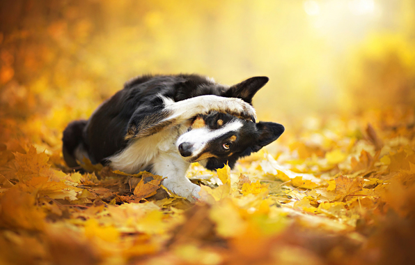 Premier Dog Walking Services Hampstead