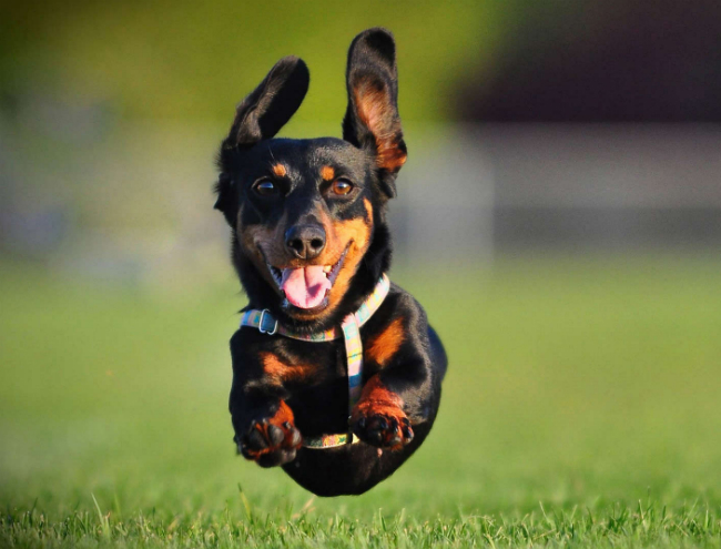 Running dachshund