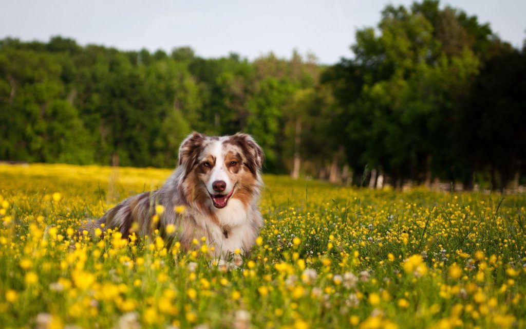 Happy Dog between flowers