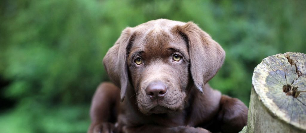 Brown Lab Puppy