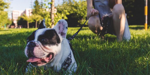 How To Choose The Right Dog Walker