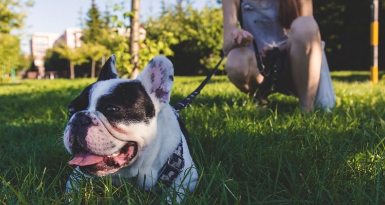 How To Choose The Right Dog Walker