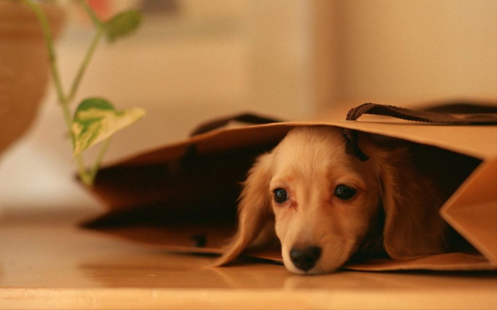 dog-inside-a-bag
