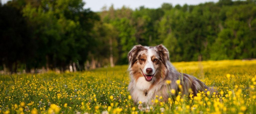 dog-on-the-flowers | Primier Dog Walkers