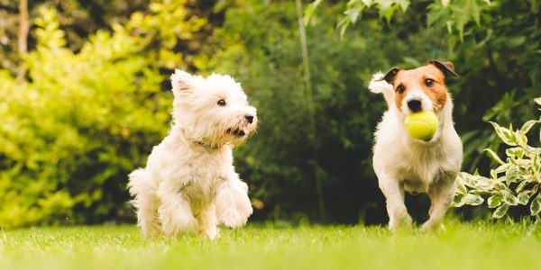 4 Ideas For Socialising Your Dog