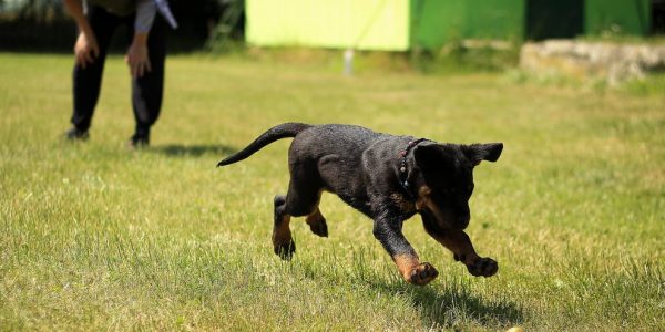 How To Combine A Workout And Walking Your Dog