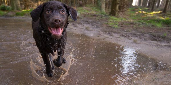 How To Exercise Your Dog When You Have A Busy Lifestyle