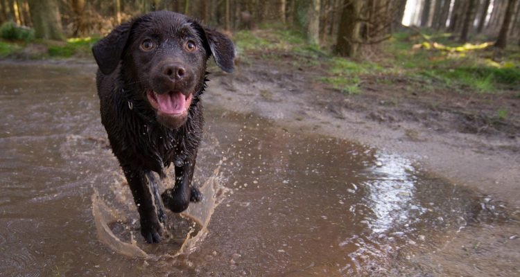 How to Exercise a Dog on a Busy Lifestyle?: Quick Tips & Tricks