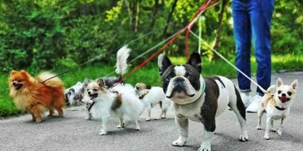 Dog Walkers Around Hampstead Heath