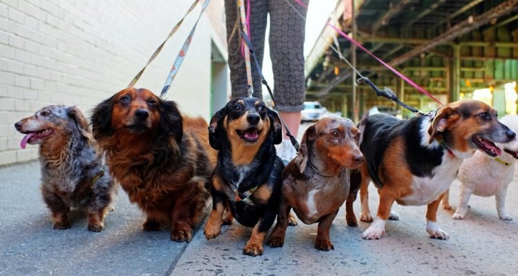 Choosing The Perfect Dog Walker For Your Pup 2