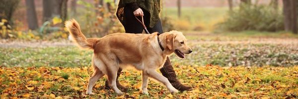 Choosing The Perfect Dog Walker For Your Pup