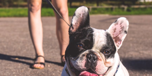 Your Guide To The Best Dog Parks In London