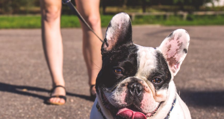 Your Guide To The Best Dog Parks In London