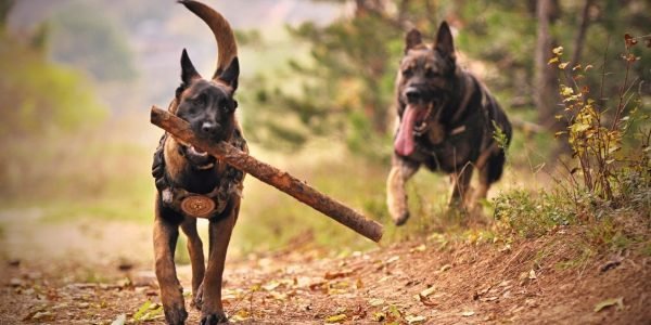 3 Benefits Of Taking Your Canine Friend To The Dog Park Regularly