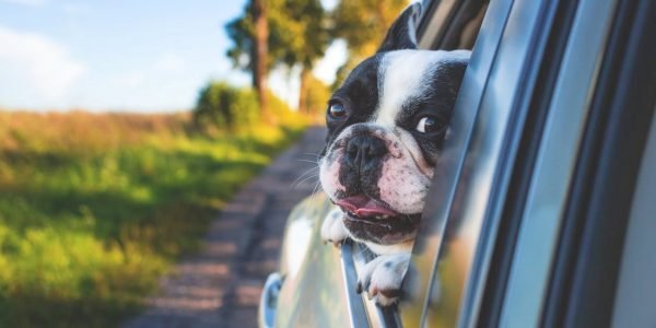 Getting Ready For An Adventure-Filled Road Trip With Your Four-Legged Friend!