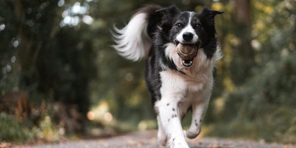 Teaching Your Four-Legged Friend How To Play Fetch