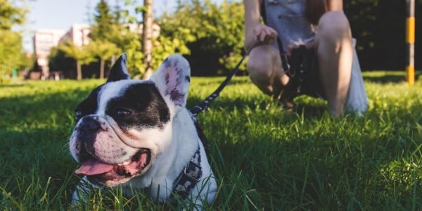 Your Guide To The Best Dog Parks In London