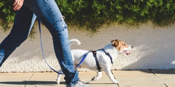 WHY DO YOU NEED A DOG WALKER – EVEN WHEN YOU ARE WORKING FROM HOME