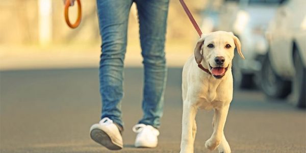 FIND THE BEST DOG WALKERS IN LONDON