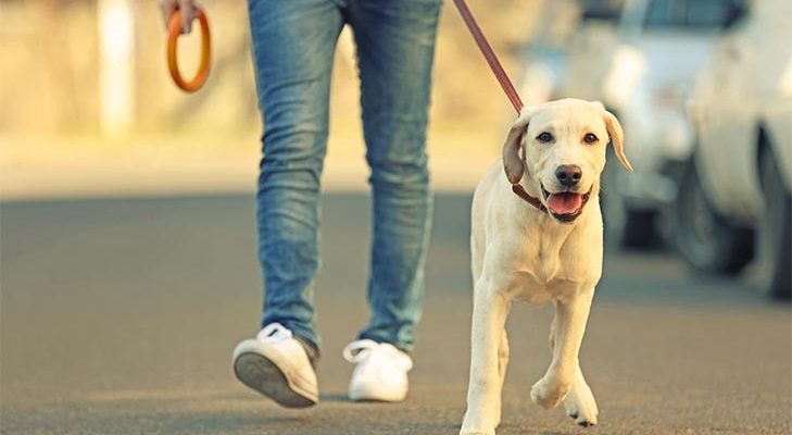 FIND THE BEST DOG WALKERS IN LONDON