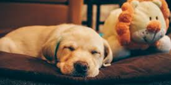 Your Dog’s Disruptive Sleep Cycle