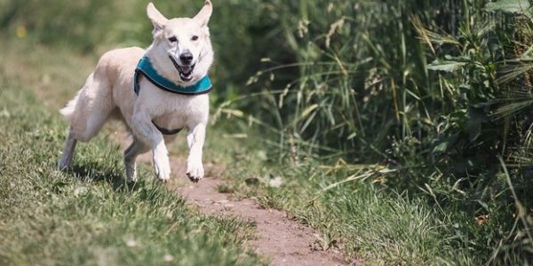 How To Stop Your Dog From Running Away?