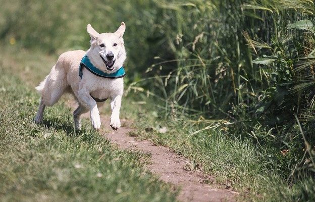 How To Stop Your Dog From Running Away?