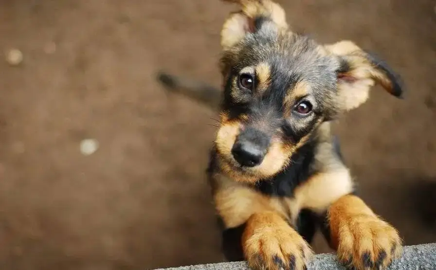 North London Dog Walking Service - Premier Dog Walking