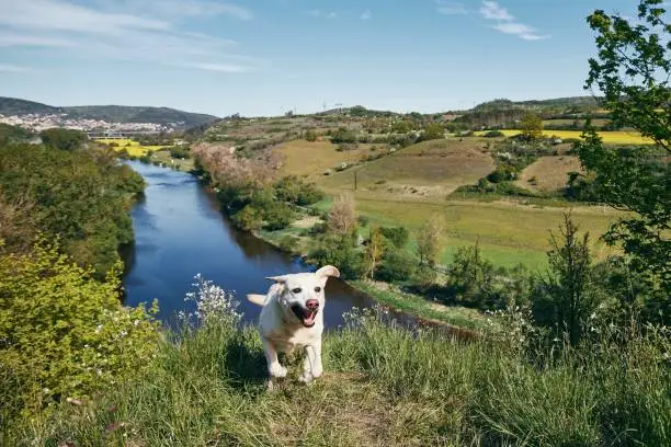 The Surprising Benefits of Professional Dog Walking for Your Puppy