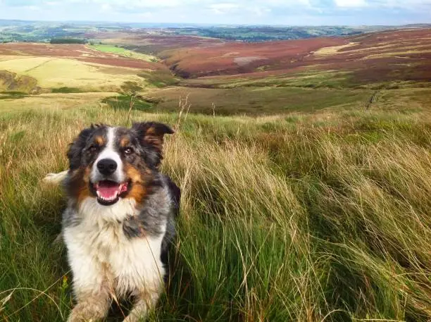 Essential Tips for Choosing the Right Dog Daycare