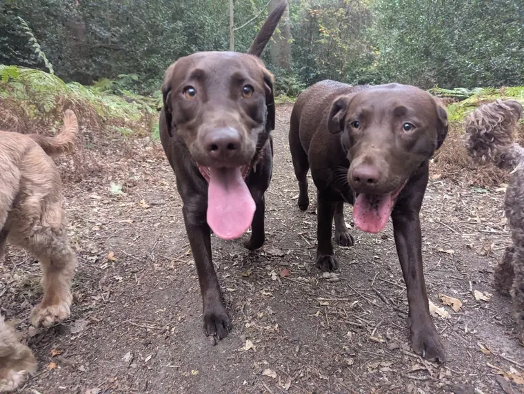 Two chocolate Labradors walking towards the camera on a woodland path with other dogs
