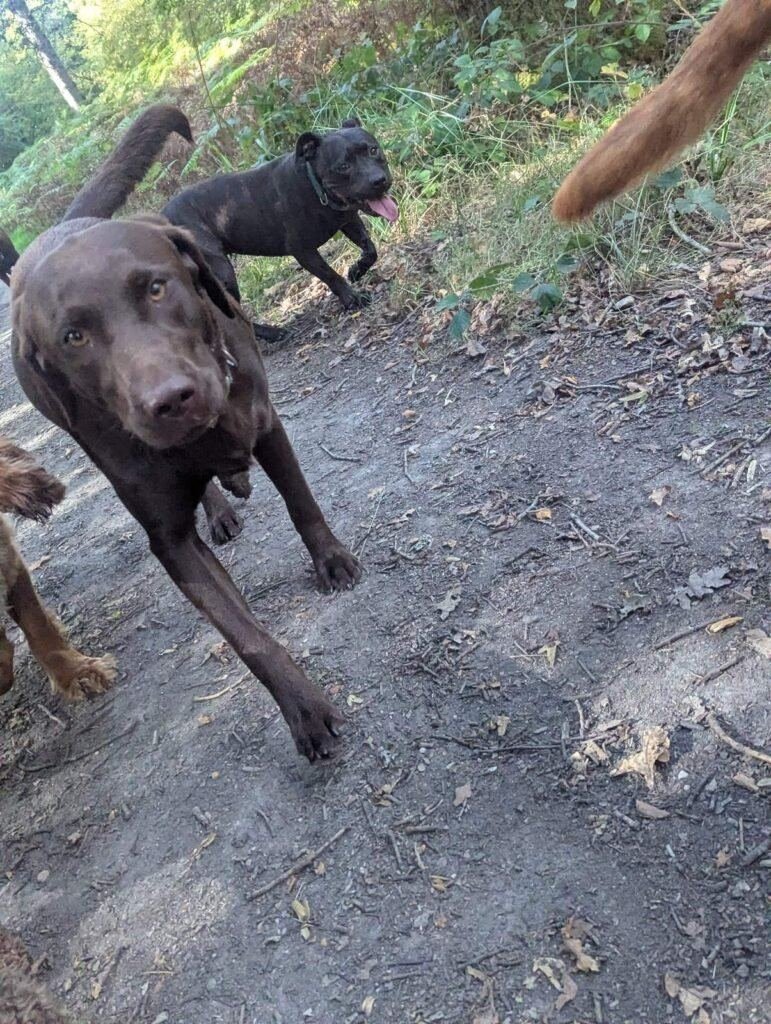Chocolate labrador leading a group of dogs along a woodland path during daycare