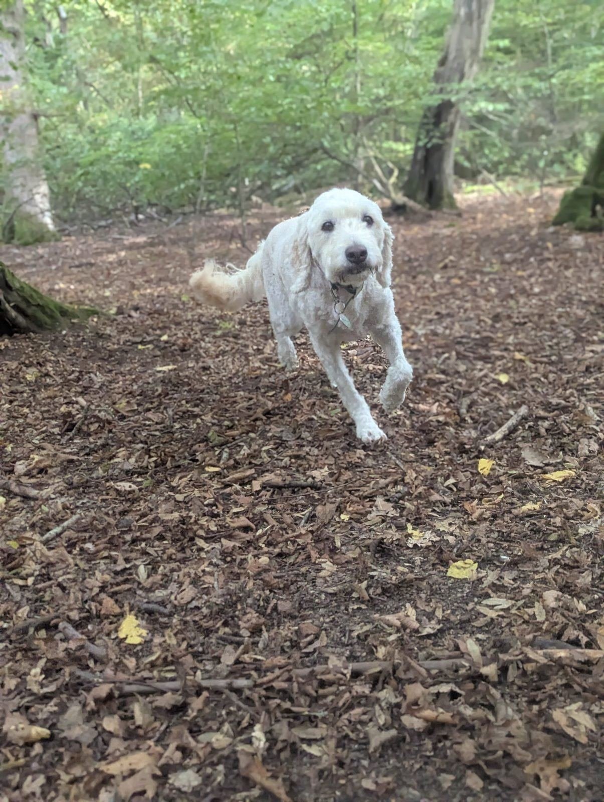 Dog Daycare in Hampstead: What a Good Day Looks Like for Your Dog