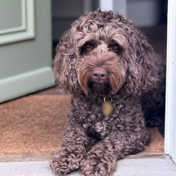 Humphrey today, a curly chocolate cockapoo, lying in an open doorway