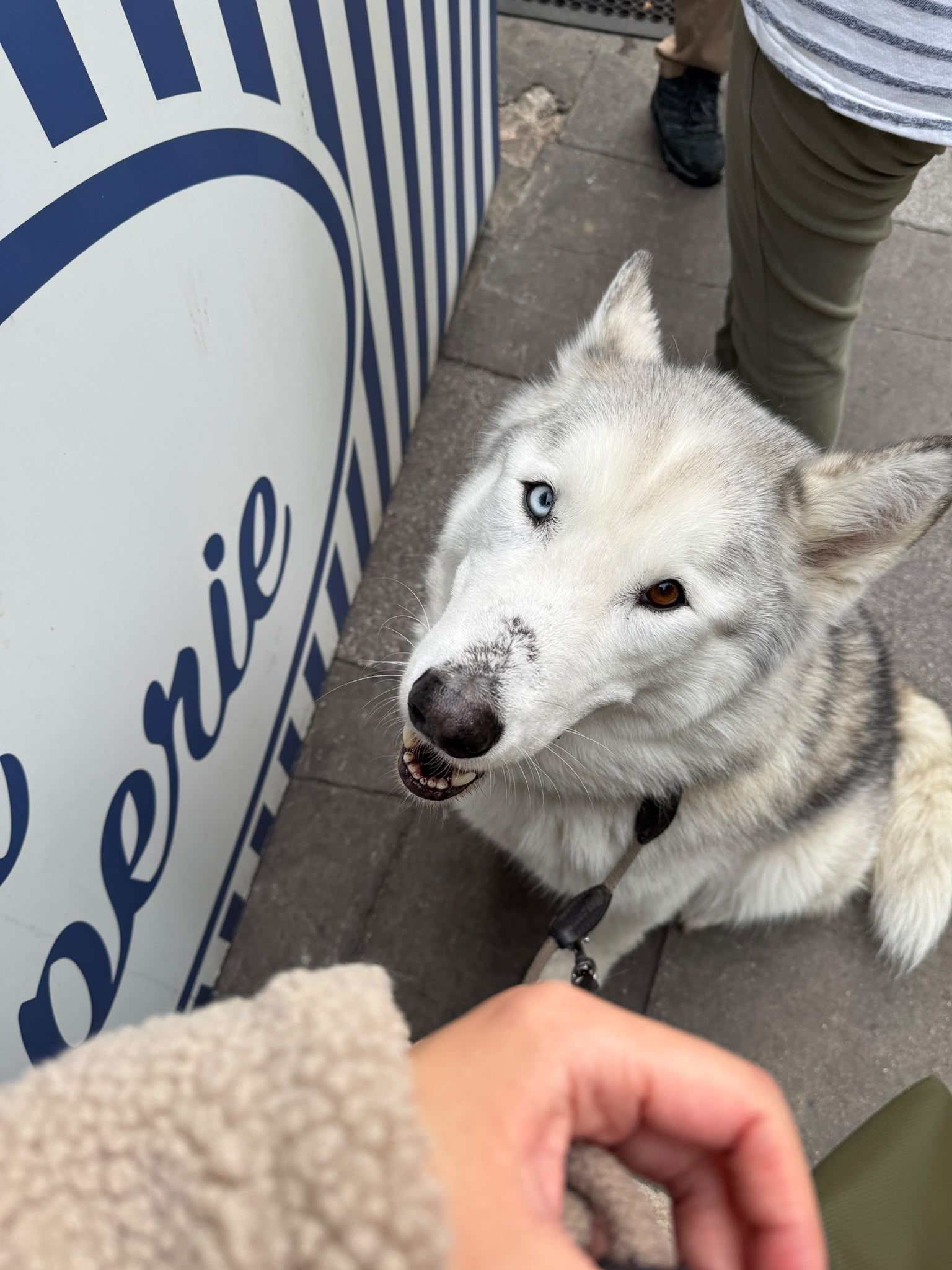 Dog-Friendly Pubs in Hampstead: Where to Go After a Walk on Hampstead Heath