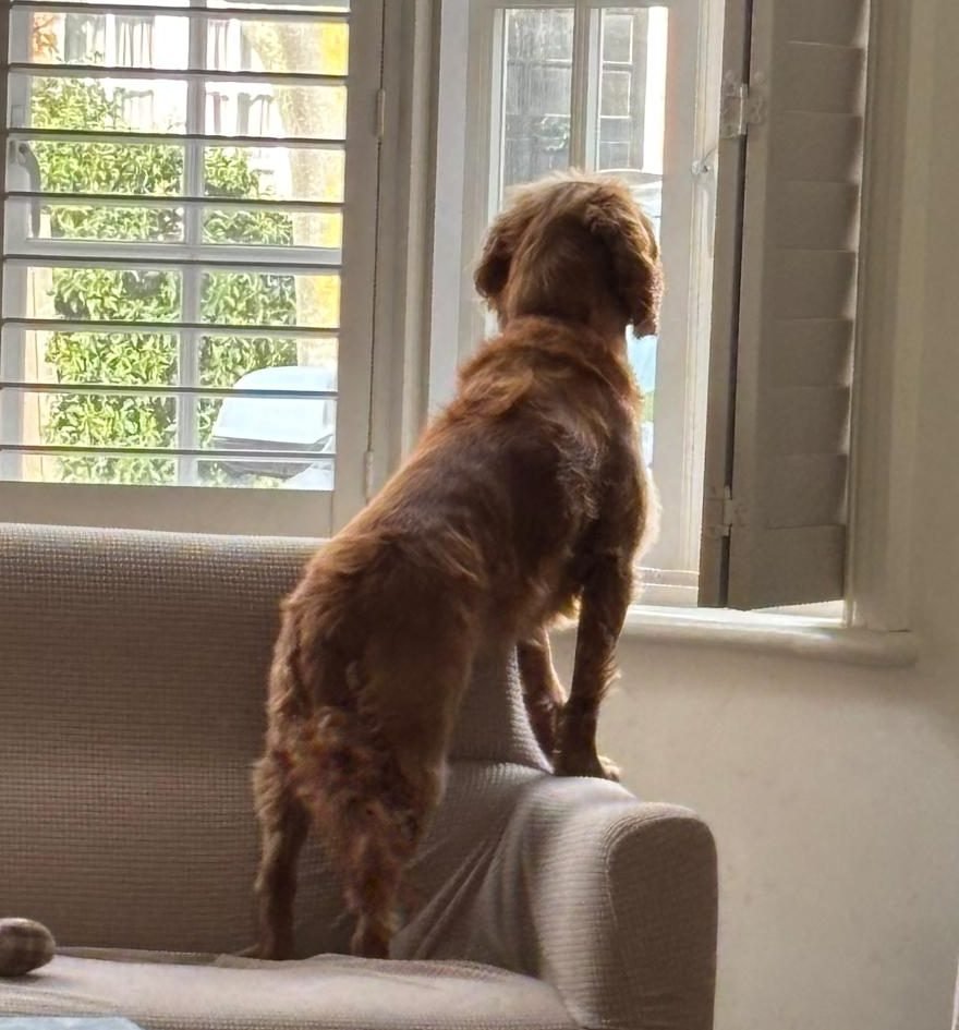 Loki, a cocker spaniel, watching out of the window for his dog walker to arrive