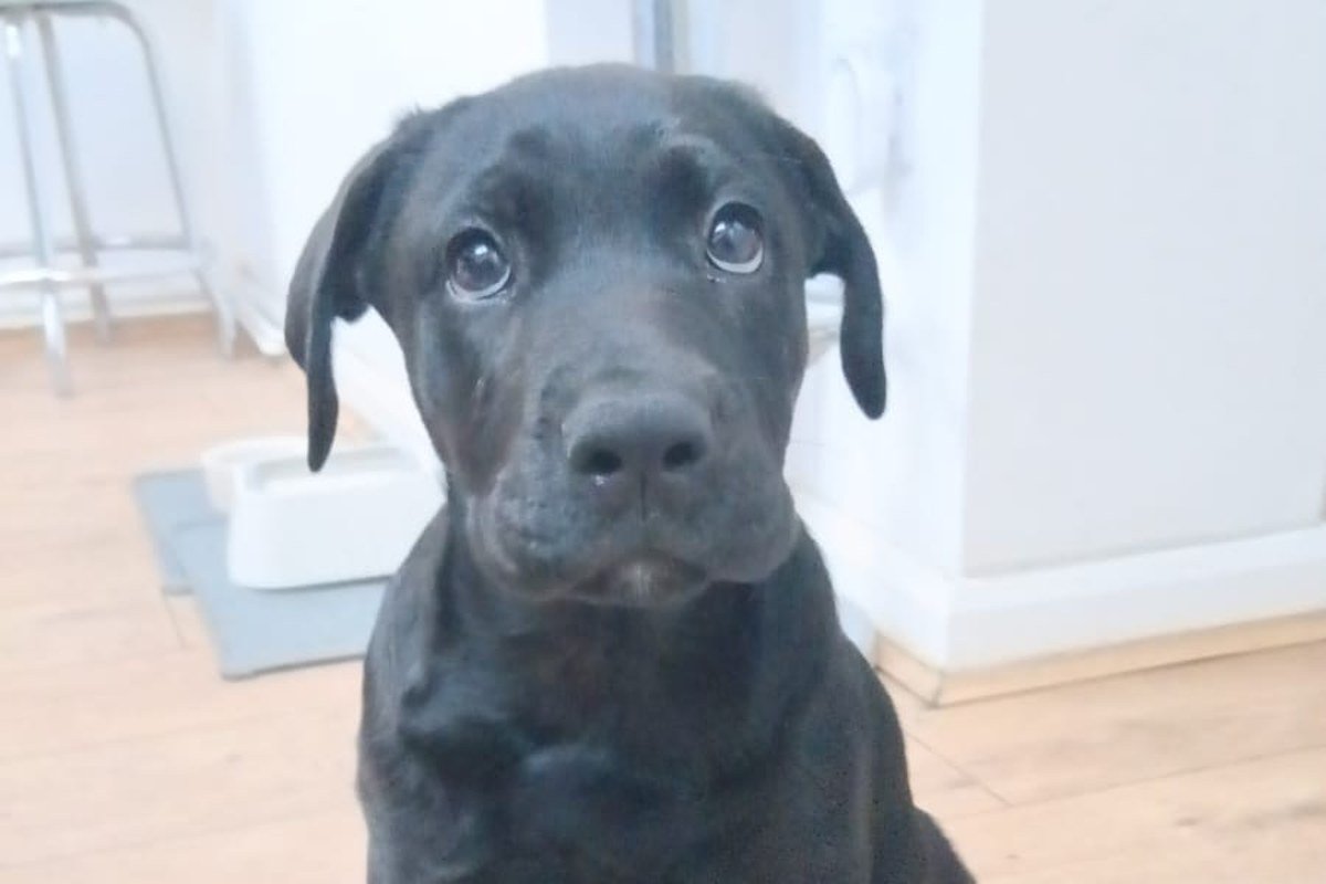Bonfire Night in North West London: Keeping Your Dog Calm