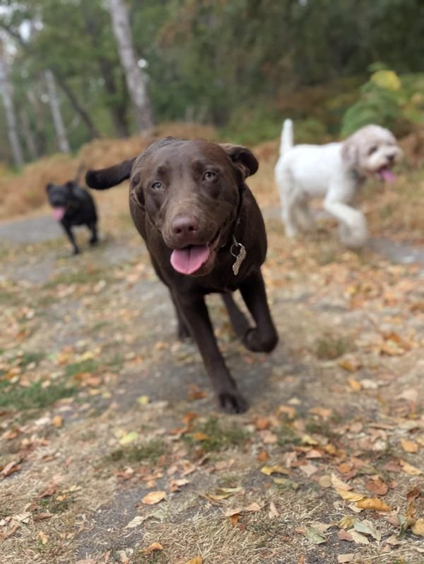 Roly, a young chocolate Labrador, bounding towards the camera with her friends on a group walk