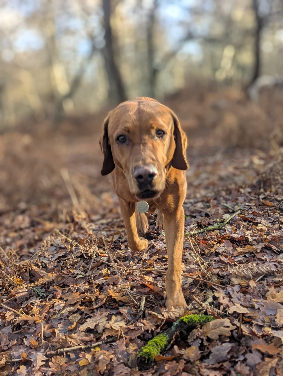 Rum, a red Labrador, walking calmly along a leafy woodland path